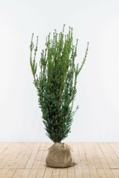 Taxus × media 'Hillii' 120-140 cm