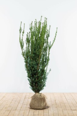Almindelig taks × japansk taks Taxus × media 'Hillii' hæk 120-140 rodklump Taxus × media 'Hillii' 120-140 cm