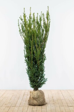 Almindelig taks × japansk taks Taxus × media 'Hillii' hæk 140-160 rodklump Taxus × media 'Hillii' 140-160 cm