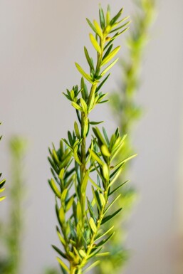 Taxus × media 'Hillii' 140-160 cm