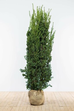 Almindelig taks × japansk taks Taxus × media 'Hillii' hæk 160-180 rodklump Taxus × media 'Hillii' 160-180 cm