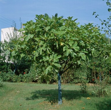 Almindelig figen Ficus carica med stamme 80-100 potte 10-15