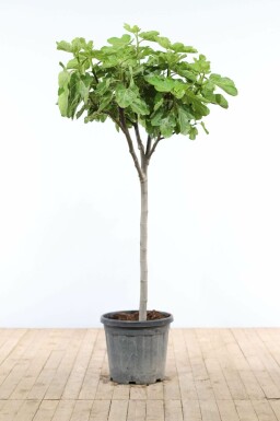 Almindelig figen Ficus carica med stamme 150-175 potte 15-20 Ficus carica 150-175 cm