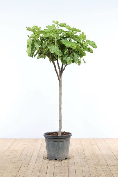 Almindelig figen Ficus carica med stamme 175-200 potte 20-30 Ficus carica 175-200 cm