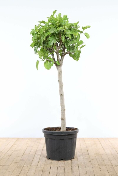 Ficus carica 175-200 cm