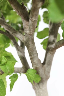 Almindelig figen Ficus carica med stamme 175-200 potte 30-40