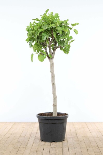 Almindelig figen Ficus carica med stamme 175-200 potte 40-50 Ficus carica 175-200 cm