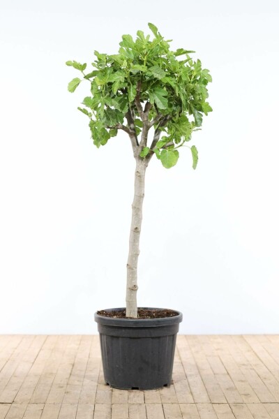 Almindelig figen Ficus carica med stamme 175-200 potte 50-60 Ficus carica 175-200 cm