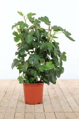 Ficus carica 100-120 cm