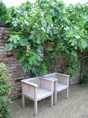 Almindelig figen Ficus carica espalier 100-120 potte