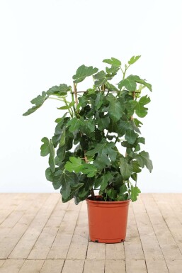Ficus carica 70-80 cm
