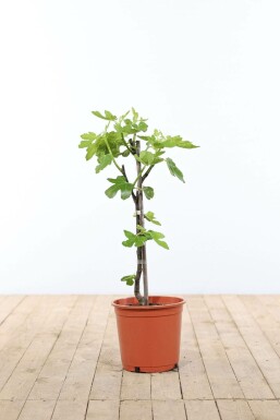 Ficus carica 40-60 cm