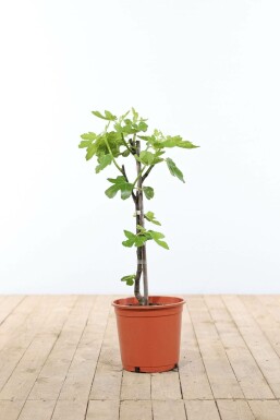 Almindelig figen Ficus carica opstammet 40-60 potte