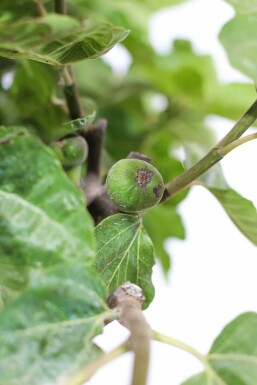 Almindelig figen Ficus carica opstammet 40-60 potte
