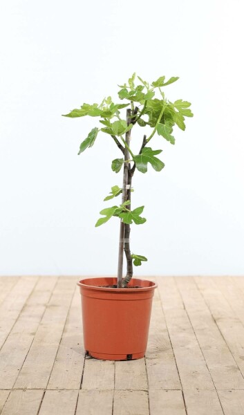 Ficus carica 60-80 cm
