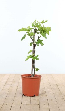 Almindelig figen Ficus carica opstammet 60-80 potte Ficus carica 60-80 cm