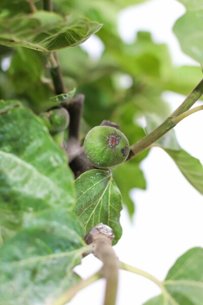 Almindelig figen Ficus carica opstammet 60-80 potte Ficus carica 60-80 cm