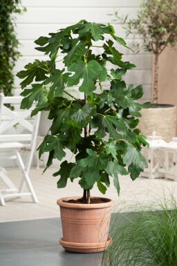 Almindelig figen Ficus carica opstammet 60-80 potte