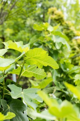 Ficus carica 60-80 cm