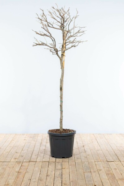 Almindelig blåregn Wisteria sinensis med stamme 120-140 potte Wisteria sinensis 120-140 cm