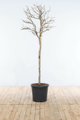 Almindelig blåregn Wisteria sinensis med stamme 120-140 potte Wisteria sinensis 120-140 cm