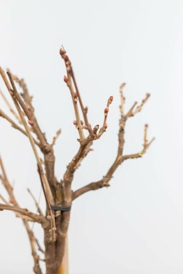 Almindelig blåregn Wisteria sinensis med stamme 120-140 potte