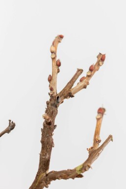 Almindelig blåregn Wisteria sinensis med stamme 120-140 potte
