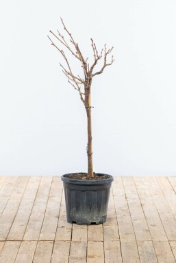 Almindelig blåregn Wisteria sinensis med stamme 40-60 potte Wisteria sinensis 40-60 cm