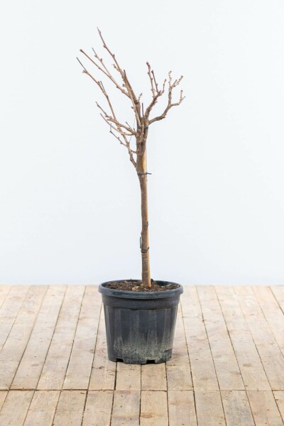 Almindelig blåregn Wisteria sinensis med stamme 80-100 potte Wisteria sinensis 80-100 cm