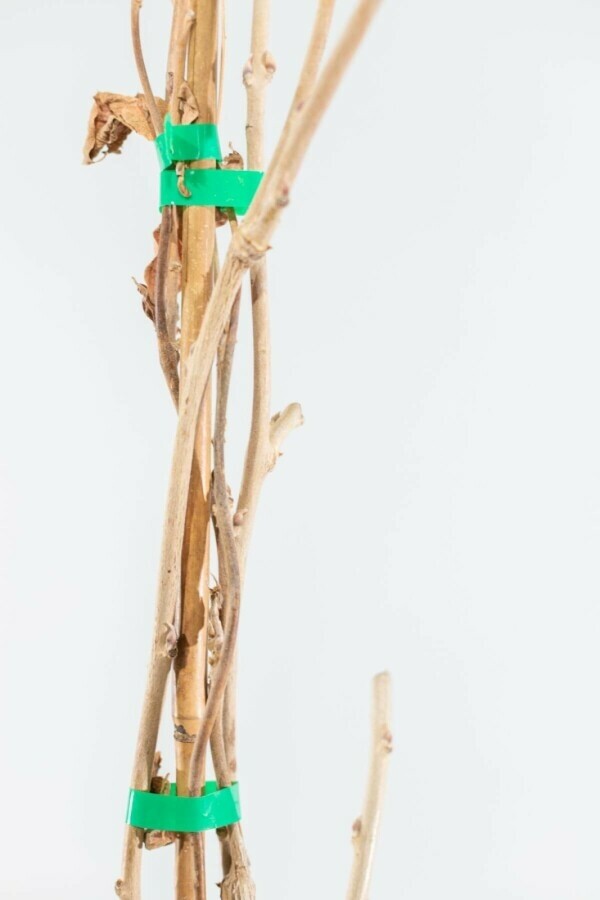 Almindelig blåregn Wisteria sinensis opstammet 175-200 potte Wisteria sinensis 175-200 cm