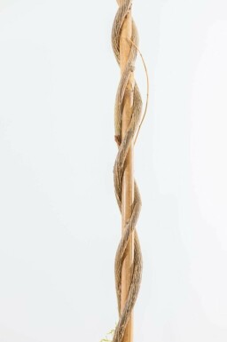 Almindelig blåregn Wisteria sinensis opstammet 175-200 potte Wisteria sinensis 175-200 cm