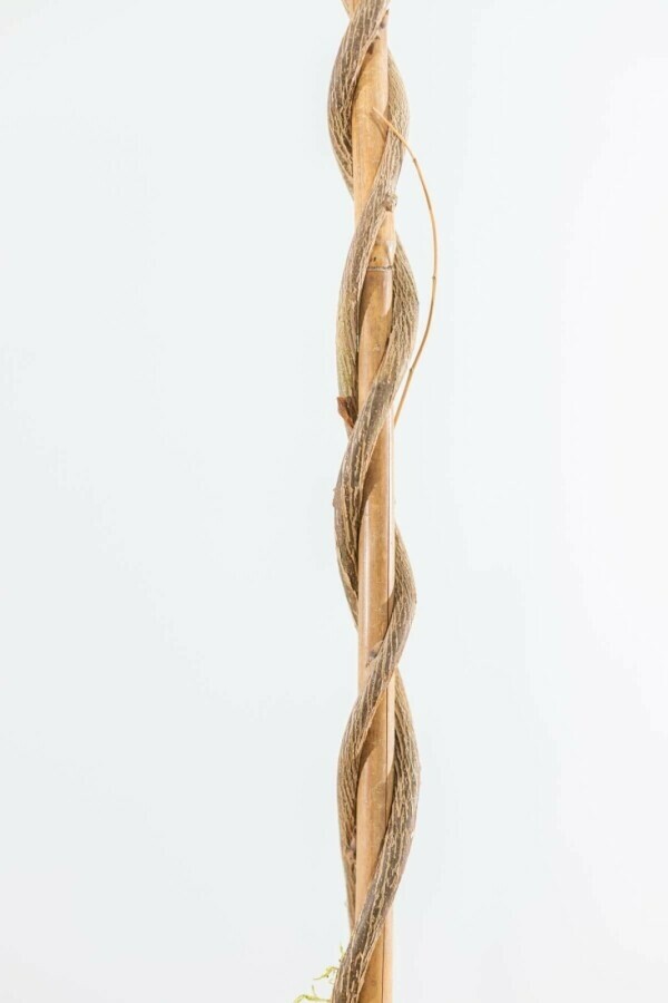 Almindelig blåregn Wisteria sinensis opstammet 80-100 potte Wisteria sinensis 80-100 cm