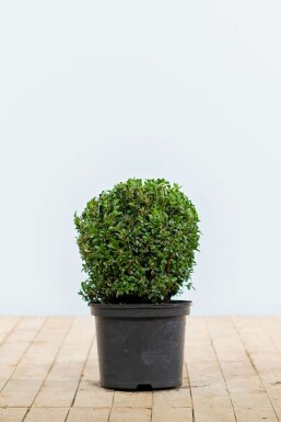 Buxus sempervirens 20-30 cm