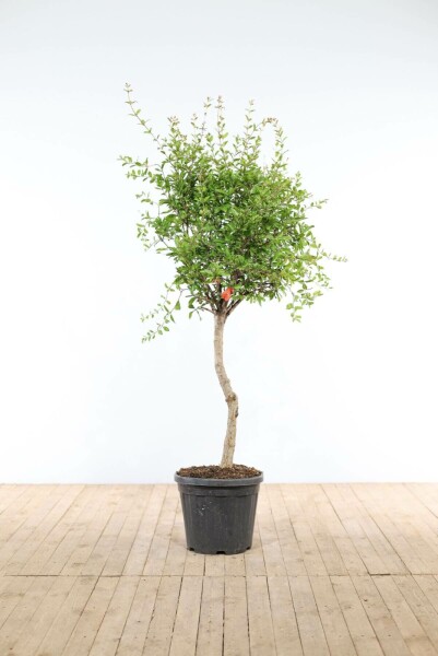 Punica granatum 125-150 cm