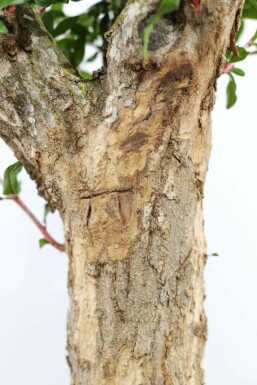 Punica granatum 125-150 cm