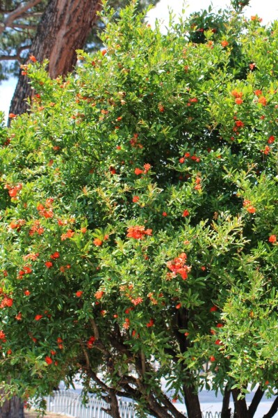 Punica granatum 125-150 cm