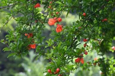Punica granatum 125-150 cm