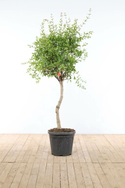 Punica granatum 150-175 cm