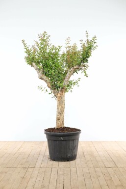 Punica granatum 175-200 cm