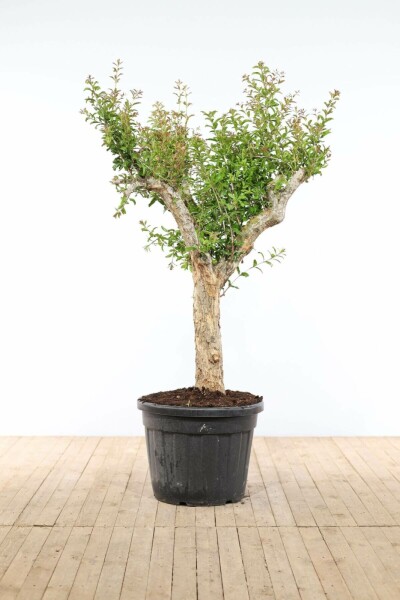 Granatæble Punica granatum med stamme 175-200 potte 30-40 Punica granatum 175-200 cm