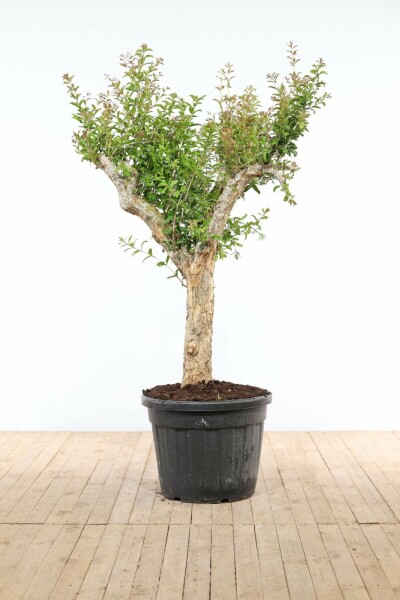 Punica granatum 200-225 cm