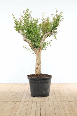Punica granatum 200-225 cm