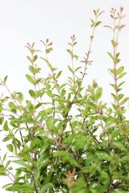 Punica granatum 200-225 cm