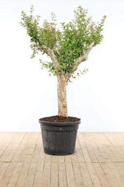 Punica granatum 225-250 cm