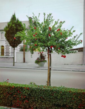 Punica granatum 225-250 cm