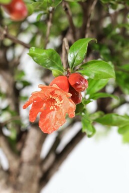 Punica granatum 225-250 cm