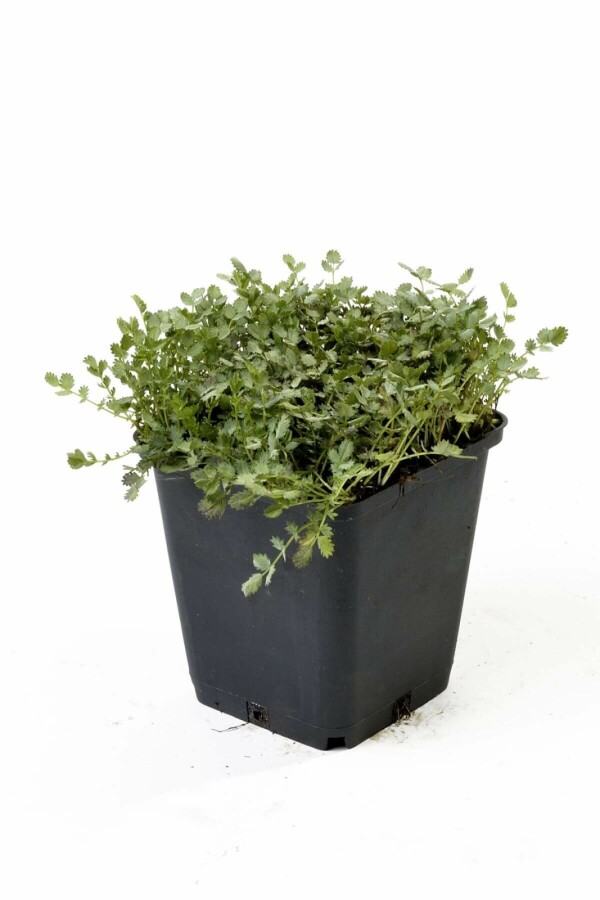 Blågrøn tornnød Acaena buchananii 5-10 potte P9 Acaena buchananii