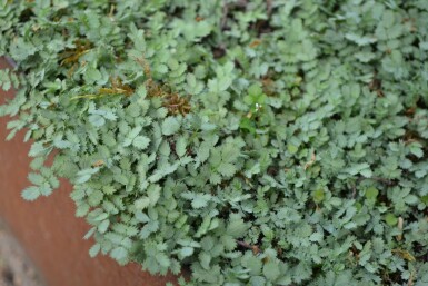 Blågrøn tornnød Acaena buchananii 5-10 potte P9 Acaena buchananii