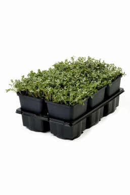 Blågrøn tornnød Acaena buchananii 5-10 potte P9 Acaena buchananii