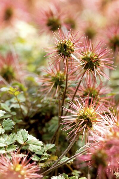 Ildla ndtornnød Acaena magellanica 5-10 potte P9 Acaena magellanica